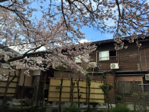 佐津小学校かどや裏の桜