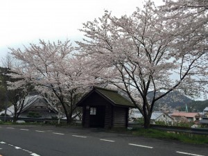 訓谷バス停の桜