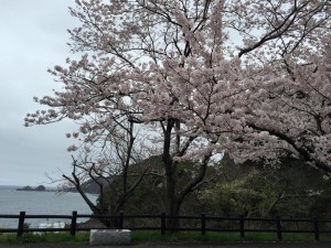 魚見台の桜１