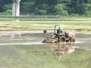 田植え