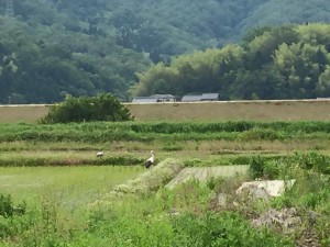 田んぼにコウノトリ