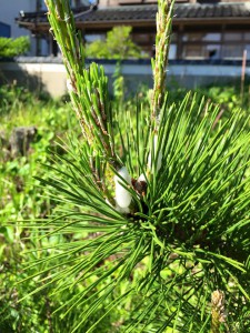 松の新芽の泡