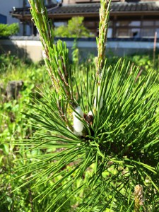 松の新芽の泡