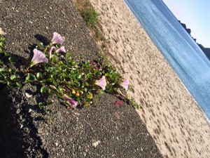 ど根性浜ひるがお