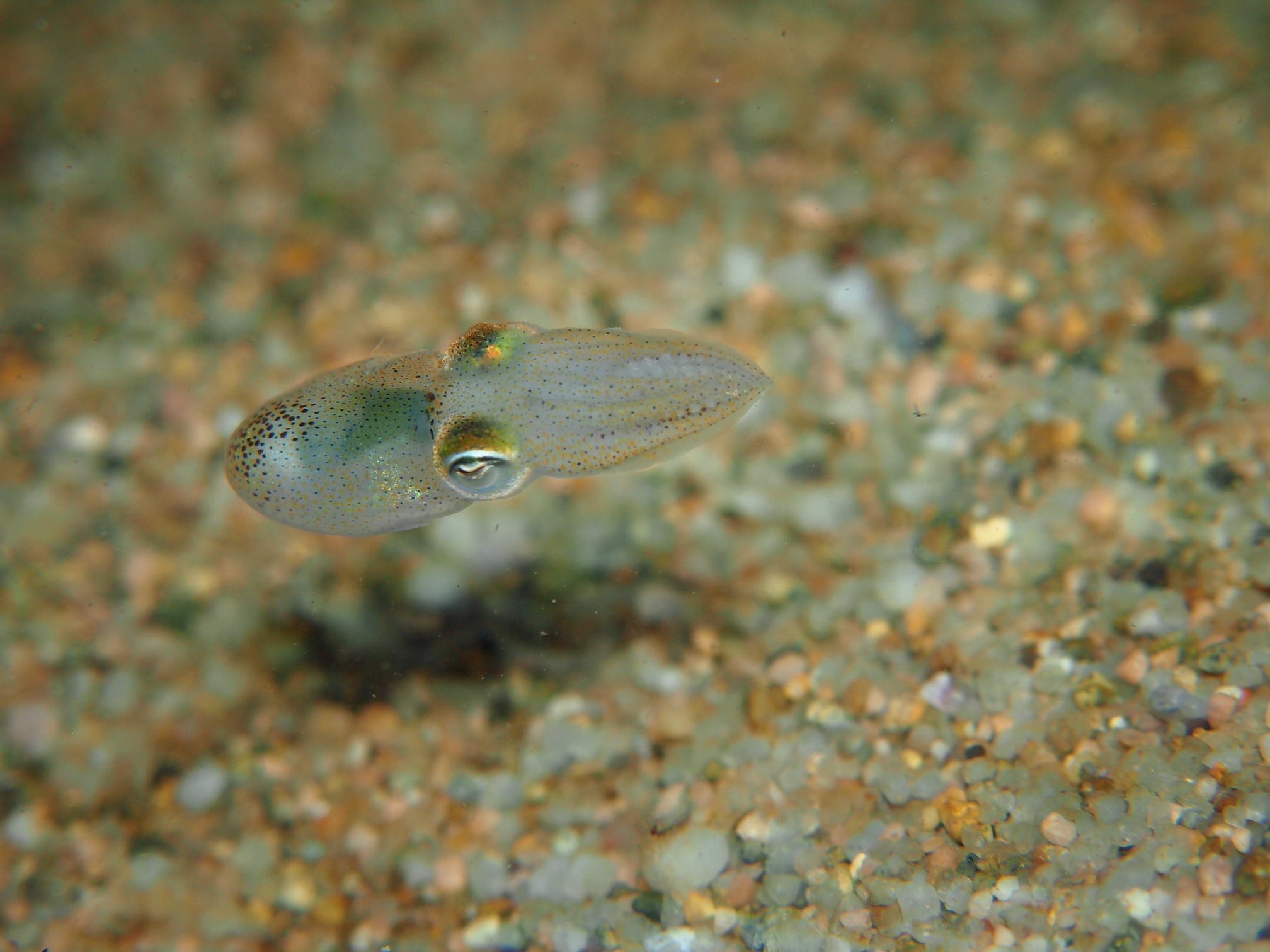 イカは怒るとストレスを感じて赤くなる 活イカのウンチク 香住佐津温泉 民宿 美味し宿かどや公式ブログ