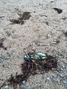 打ち上げられた海藻