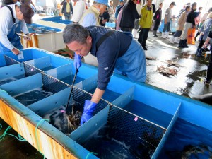 生け簀からカニをあげる