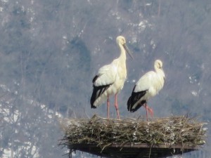 コウノトリペア