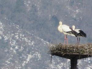 つがいのコウノトリ