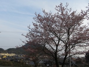 佐津集落をバックに桜