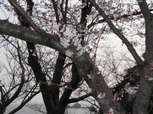 魚見台の桜