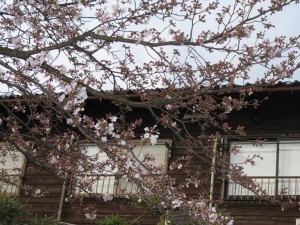 かどや裏の桜