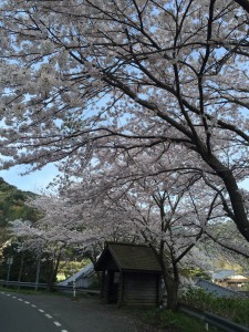 訓谷バス停の桜