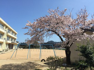 かどや裏の桜