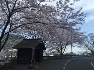訓谷バス停の桜