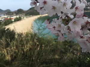 佐津ビーチを背景にした桜