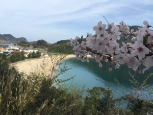 佐津ビーチを背景にした桜