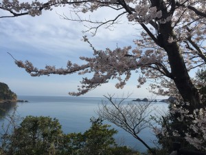 貝殻島を背景にした桜