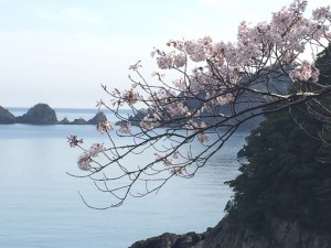 貝殻島を背景にした桜