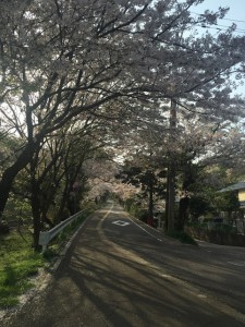 桜のトンネル