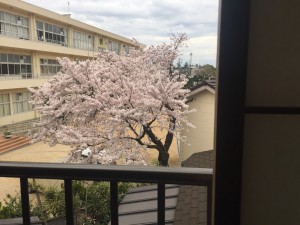 浜しおんからみた桜