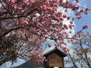 八重桜