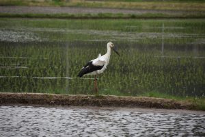 佐津のコウノトリ