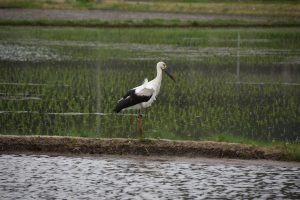 佐津のコウノトリ