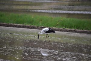 ５月８日のコウノトリin佐津