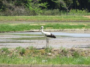 香住コウノトリ