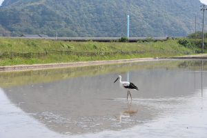 佐津川橋とコウノトリ