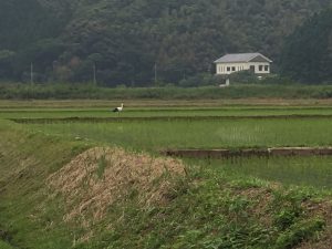 口佐津のコウノトリ