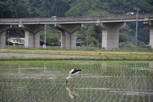 高速道路下のコウノトリ