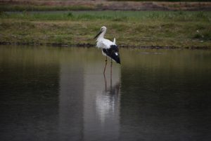 佐津のコウノトリ