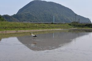 嶋山をバックにコウノトリ