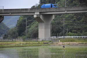 香美町でコウノトリ