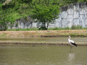 佐津コウノトリ