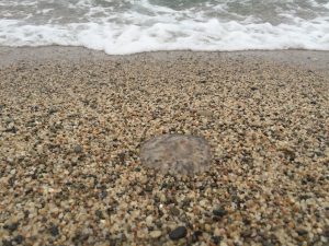 打ち上げられたミズクラゲ