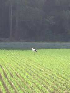 佐津のコウノトリ