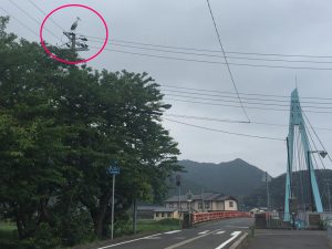 佐津にコウノトリ