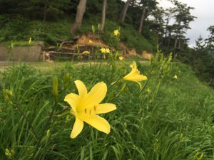 岡見公園のユウスゲ