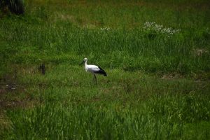 佐津にコウノトリ