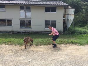 ヤギとツヴォイさん