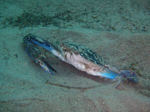 秋の週末 海が穏やかで佐津でのダイビングがとても快適でした 香住佐津温泉 民宿 美味し宿かどや公式ブログ