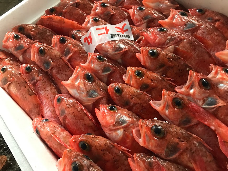 ノドグロに匹敵する美味しさ キンキ というお魚をご存知ですか 香住佐津温泉 民宿 美味し宿かどや公式ブログ
