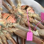 新聞では「松葉ガニ」は「ズワイガニ」、「柴山漁港」は「柴山港」と記載されていることが多い