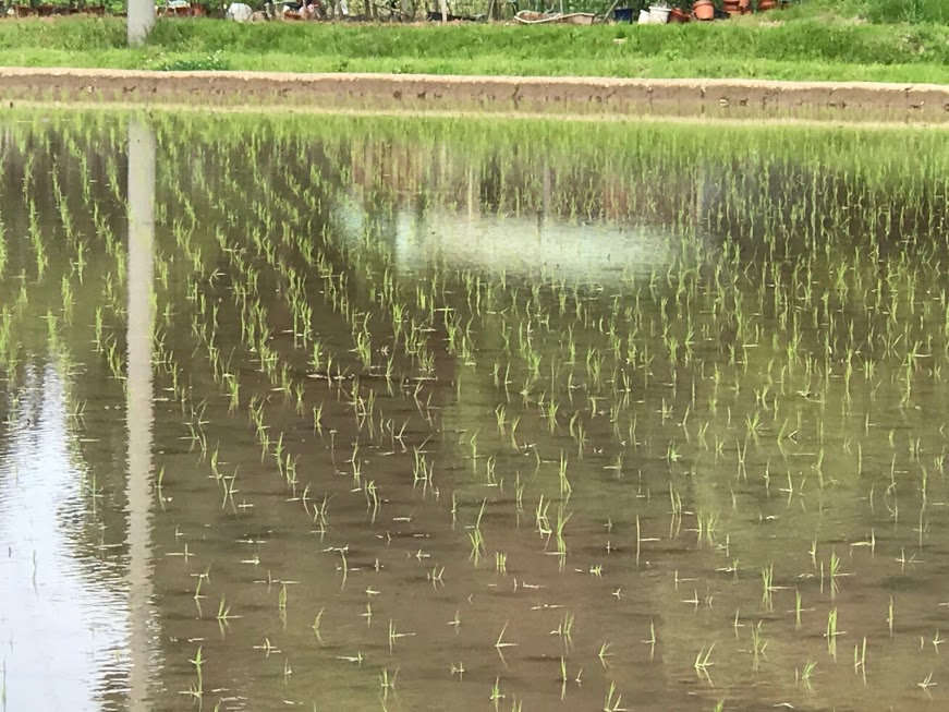 田植えしたばかりの田んぼ