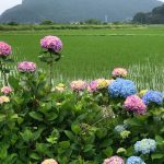 奥佐津の米地に行く道中農道にて紫陽花(あじさい)が見頃です♪
