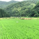 佐津のコウノトリってどの辺にいるんですか?