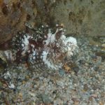 佐津海水浴場には浅場でもオコゼがいるのに、事故が起こったことがないのは何故?